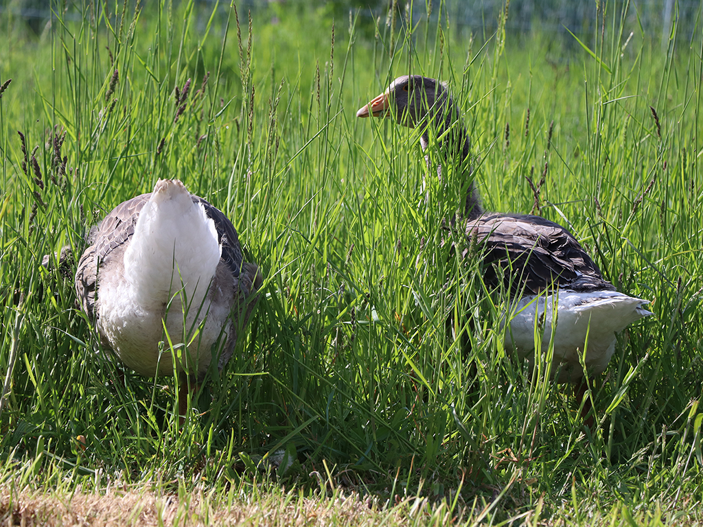 Gänse auf der Wiese
