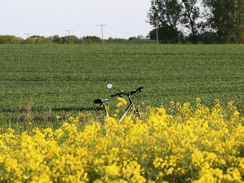 Fahrrad auf dem Weg mit Rapsfeld