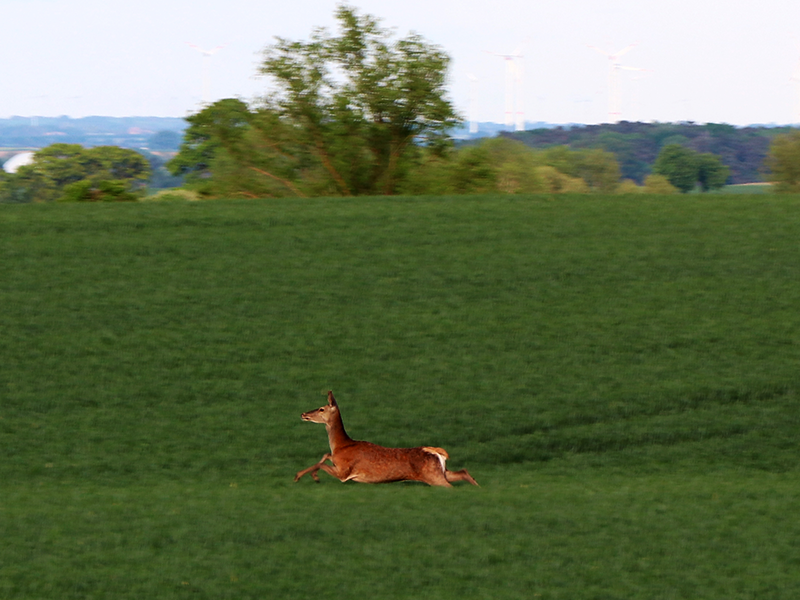 Ein reh springt über das Feld